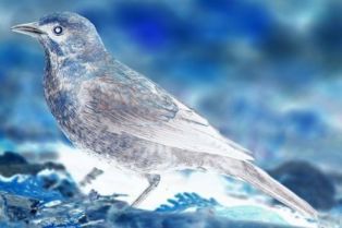 Rusty Blackbird My Bird Name