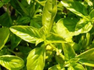 basil Tulsi or holy basil