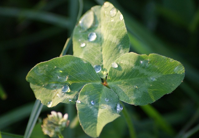 good luck 4-leaf clover