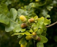 Acorn – For Good Luck